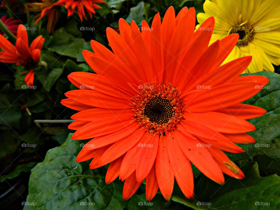 
The orange color story. This large orange Gerbera Daisy bears a large capitulum with striking, two-lipped ray florets in striking orange color.