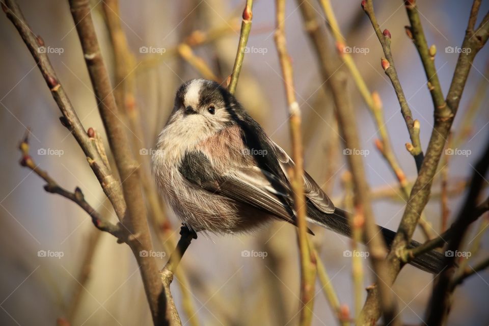 Long-tailed tit