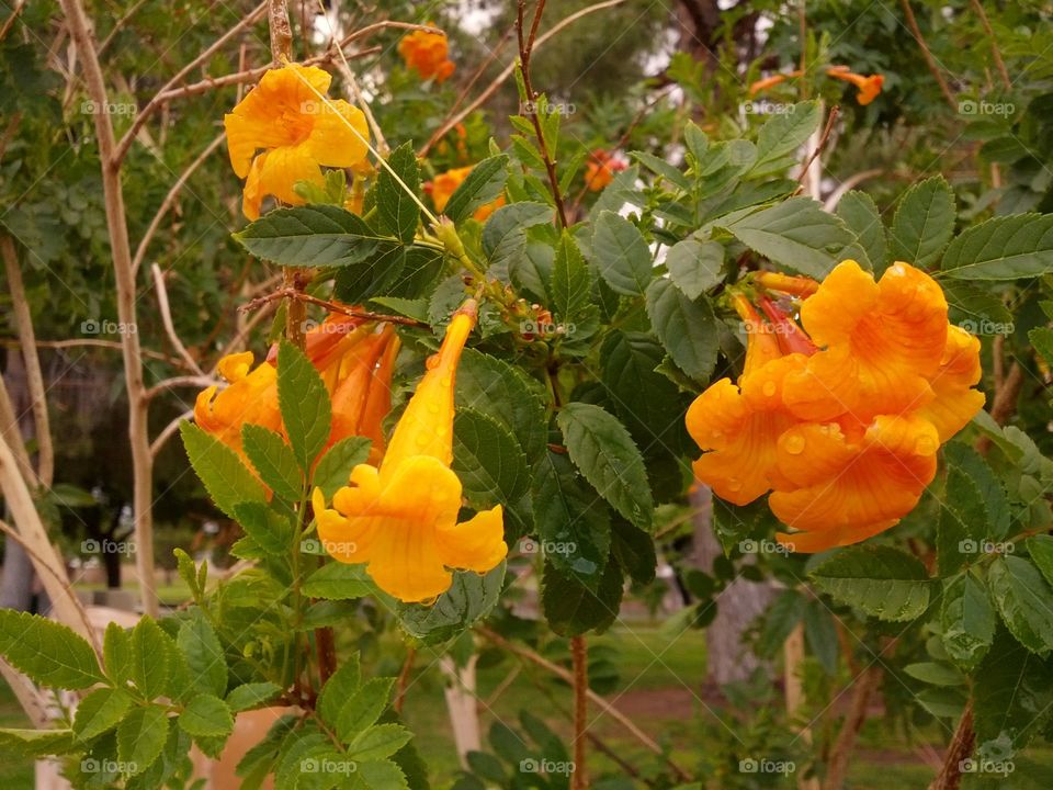 Orange flowers