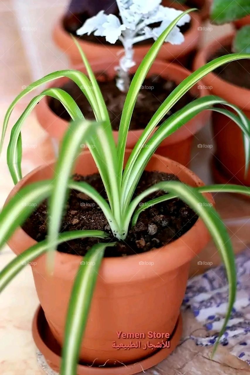 A very beautiful picture, and there is no better picture than it. There is no better picture of green herbs and colorful, red and white roses than it. Glory be to God, the natural and picturesque view, and there is no more