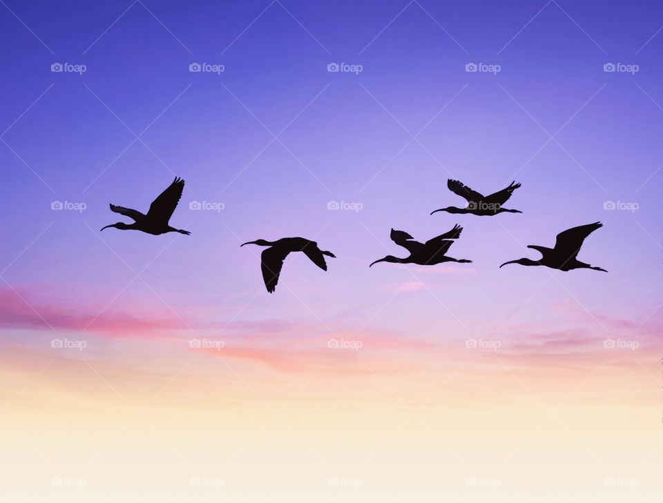 Bird photography - low light evening sky