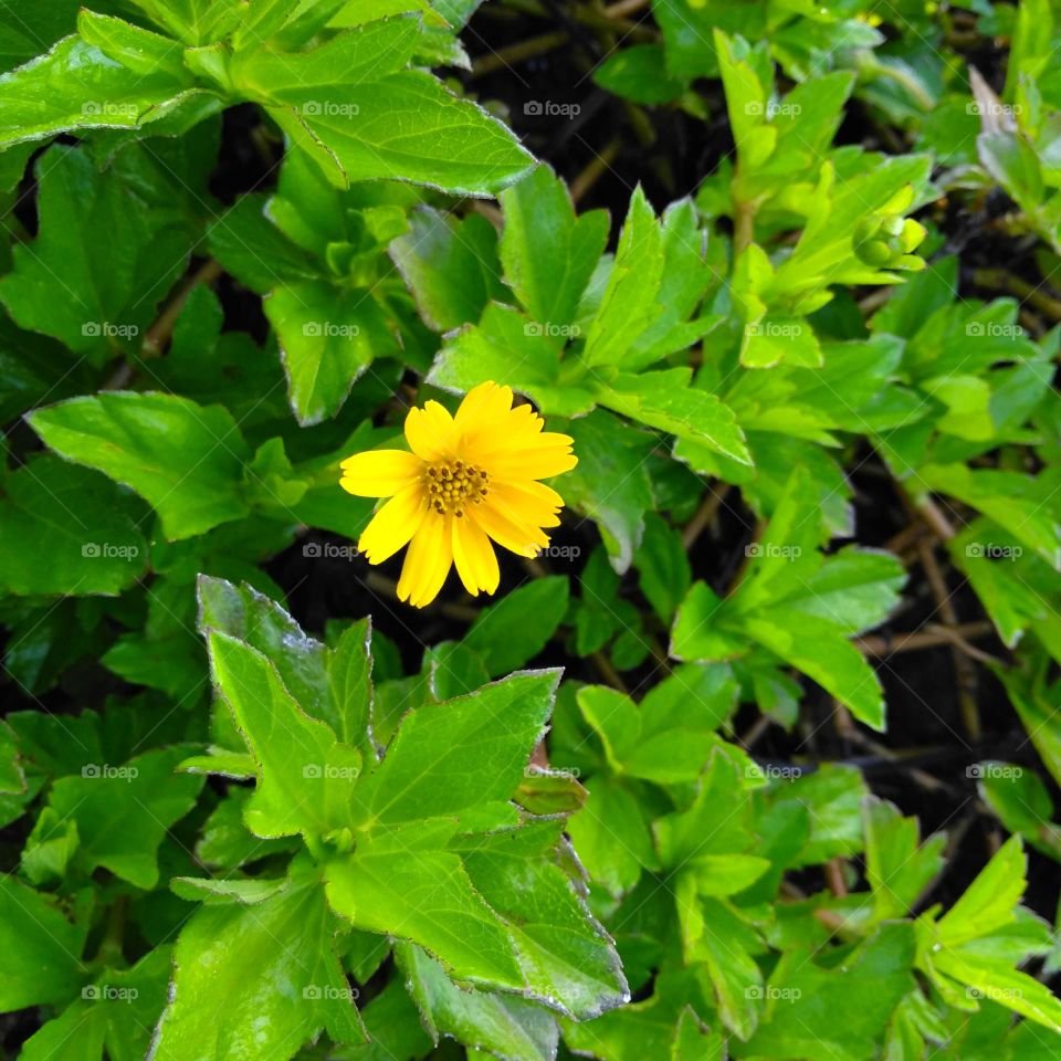 Yellow flower on the garden