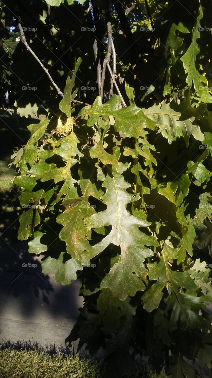 oak leaves