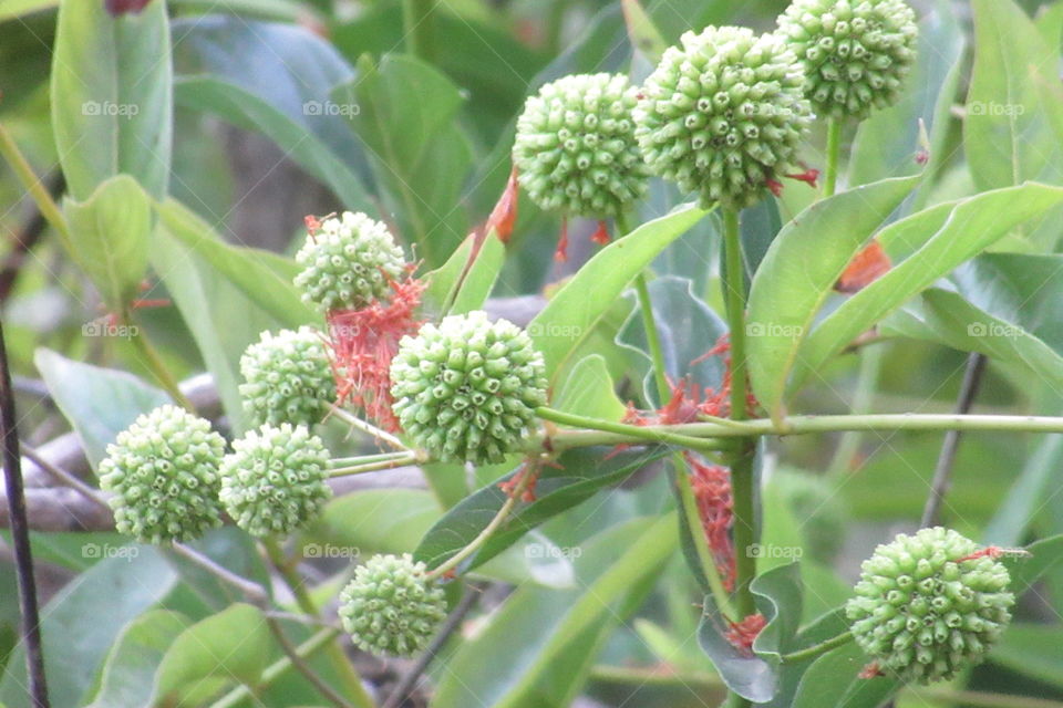 Plants by the river