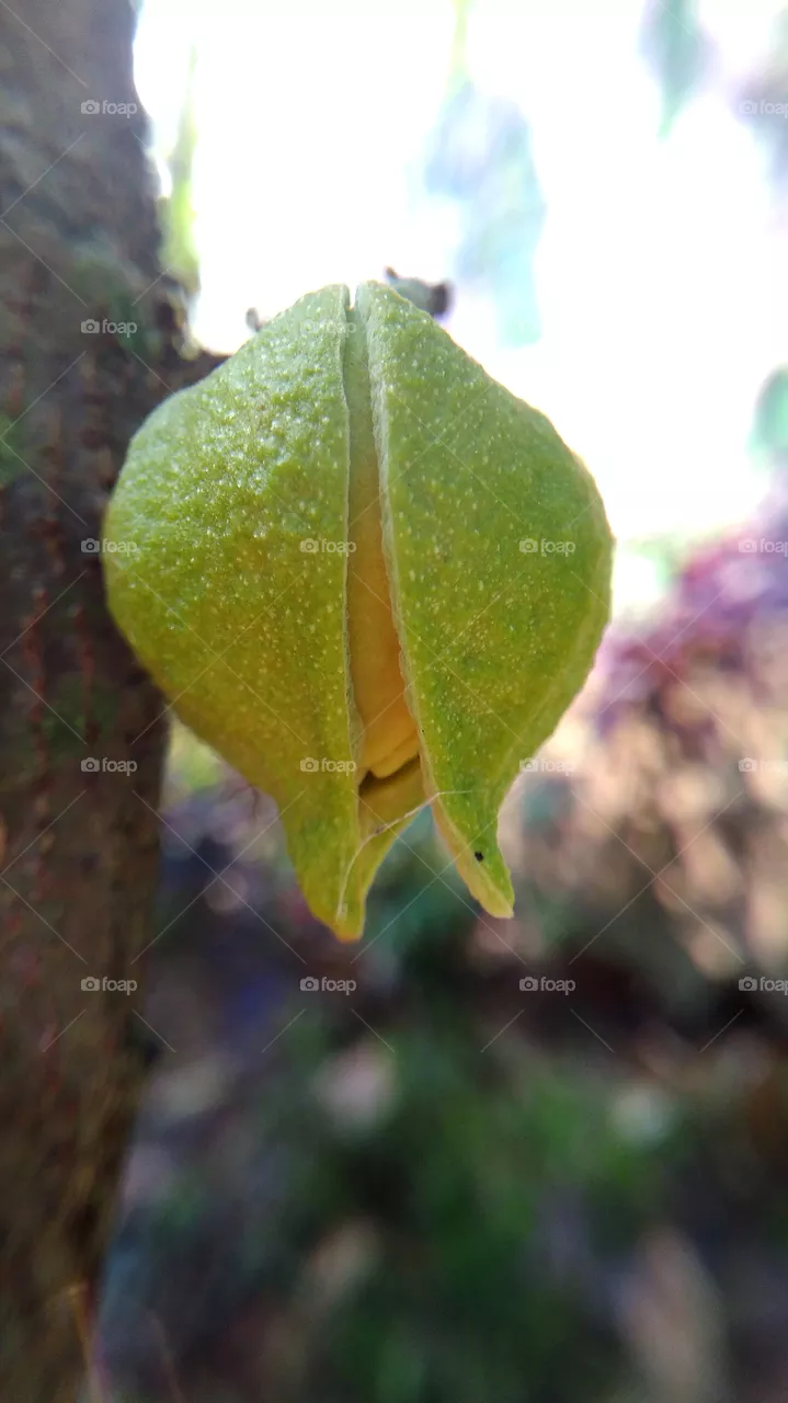 soursop