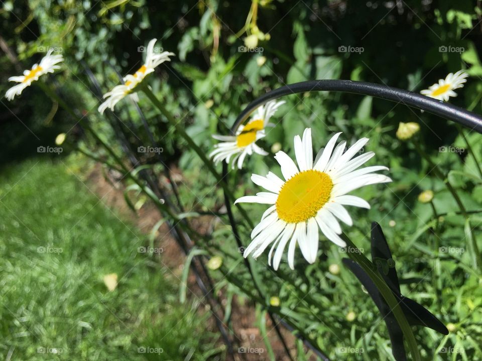 Daisies growing in garden 