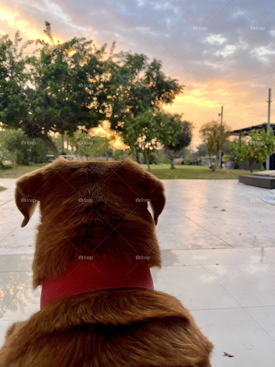 Simba at the sunset 