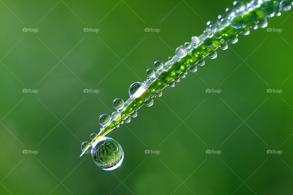 green macro grass morning by sethson