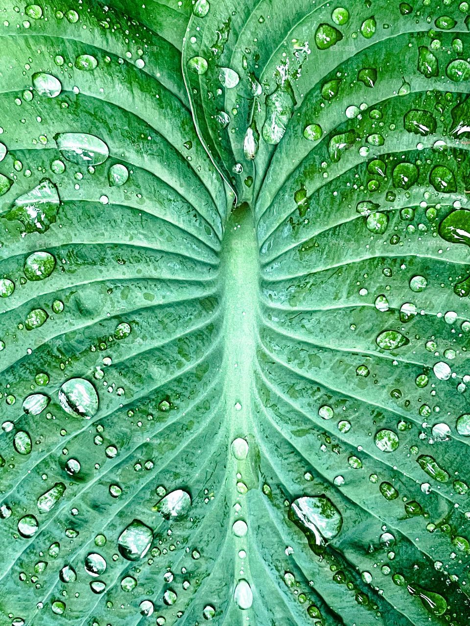 Raindrops on a leaf