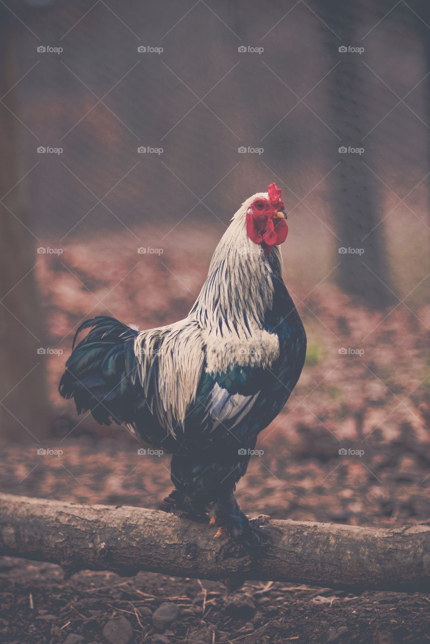 Close-up of bantam chicken