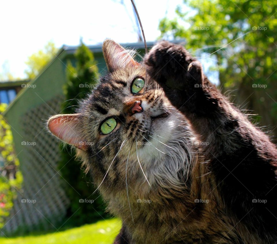 Cat looking at camera