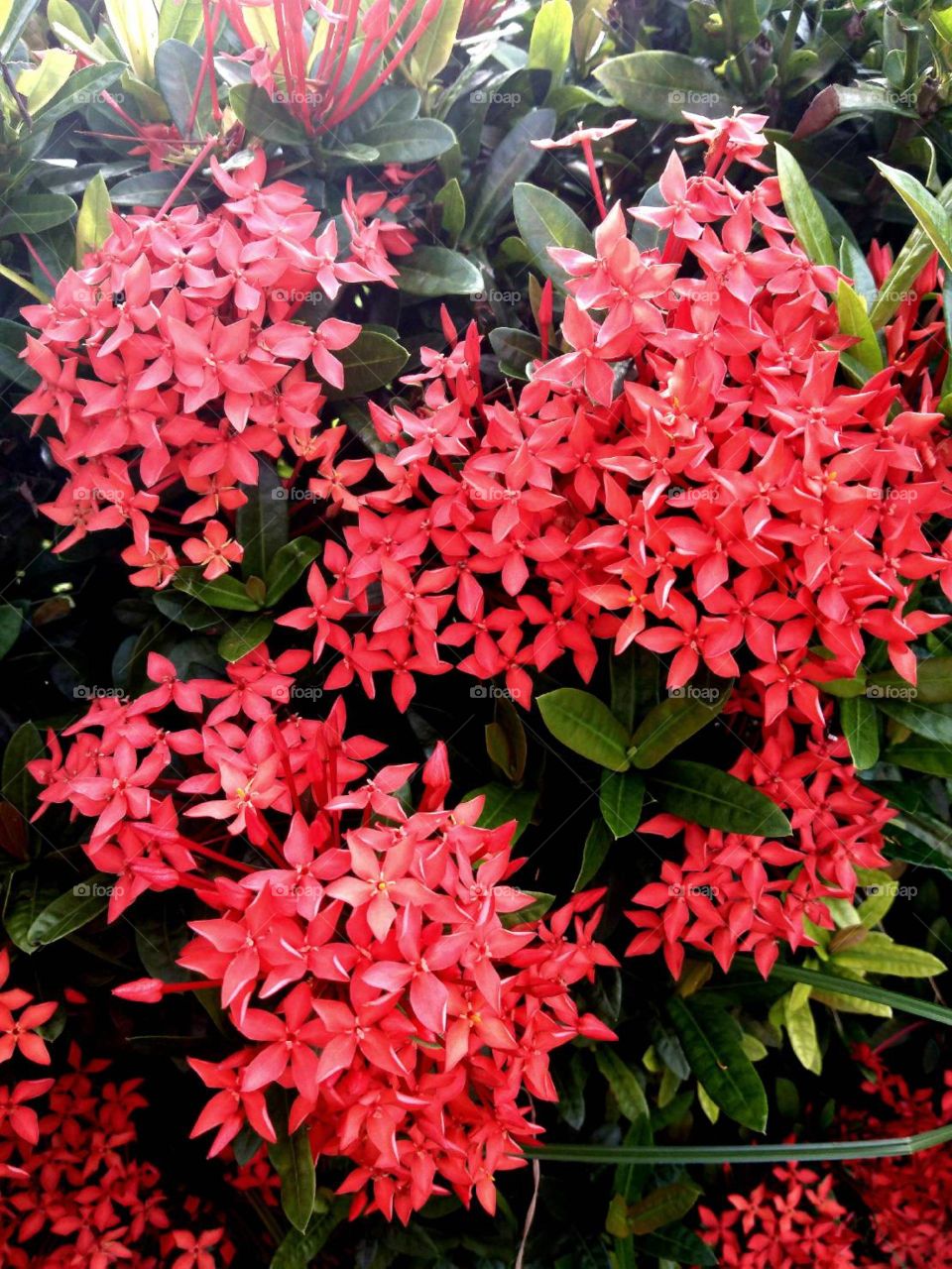 Red Ixora in the summer of Thailnd.