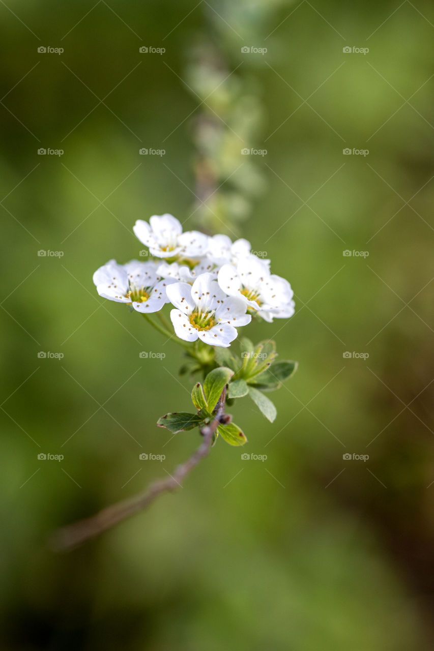 A close up portrait of a cluster of white flowers on a branch of a bush.