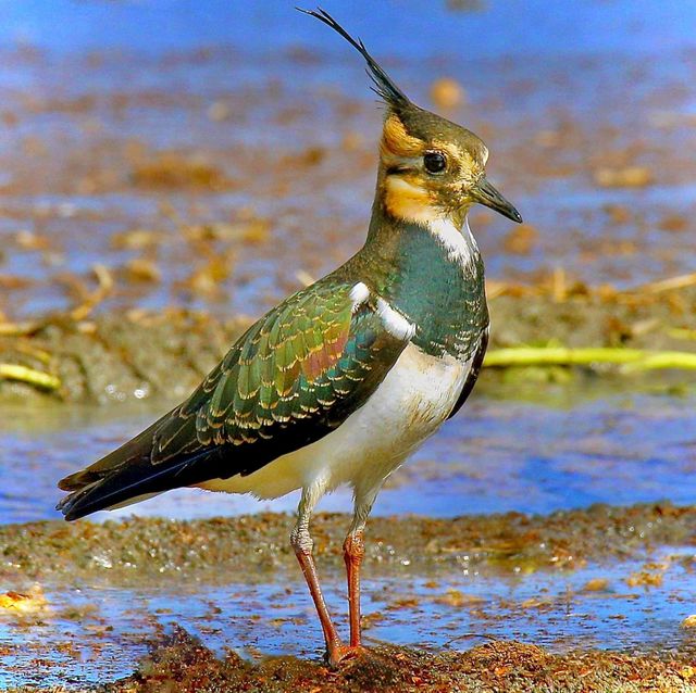 Beautiful and cute bird