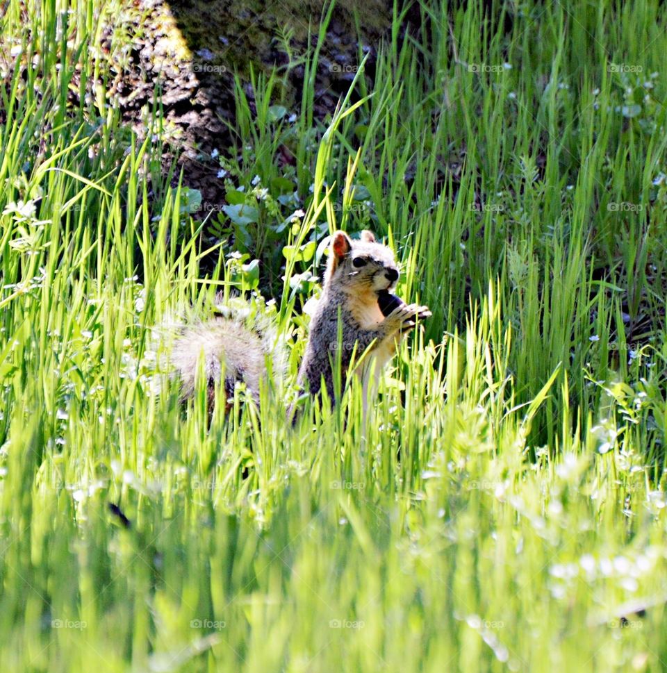In a field of green a squirrel eating a nut