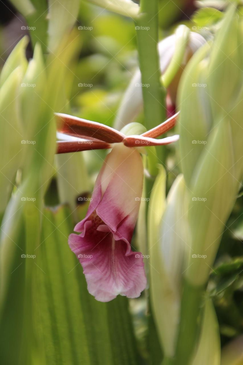 Dendrobium upside down with bright flowers