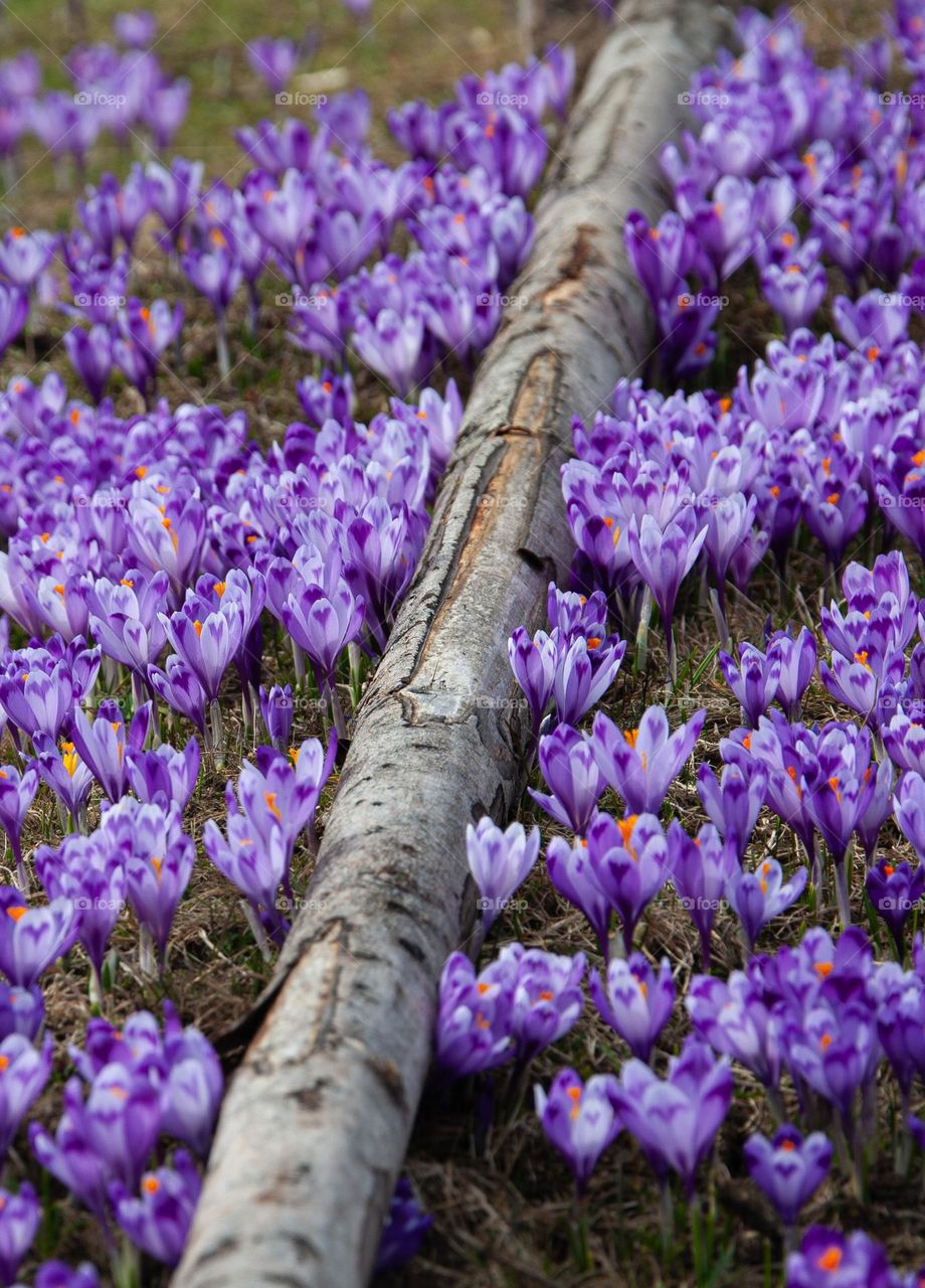 A log among crocuses 