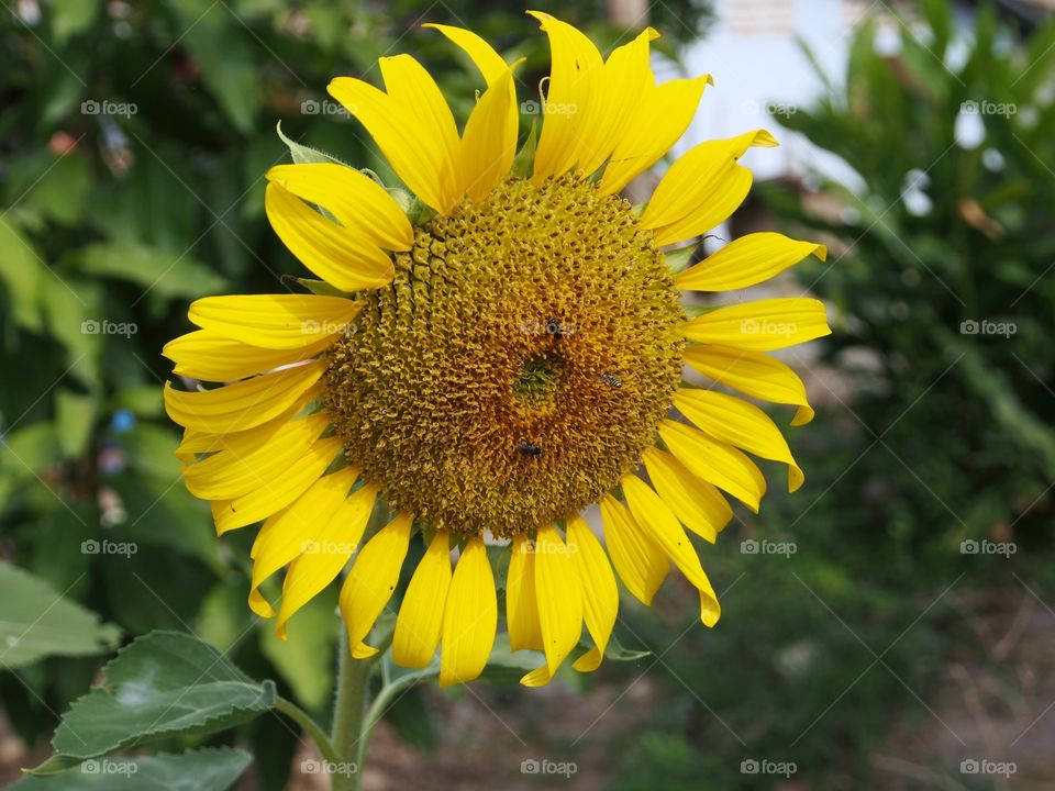 Sunflower in the garden