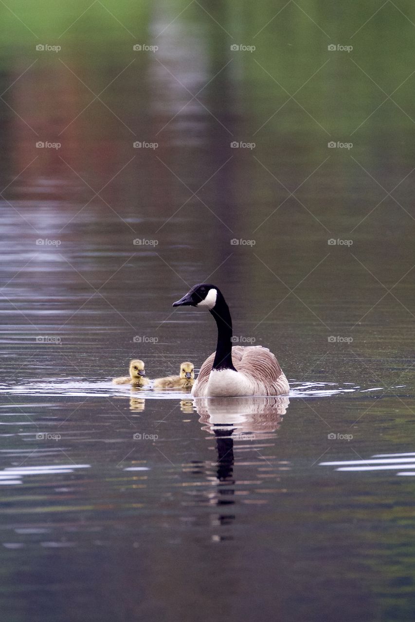 Canada Goose swimming in lake