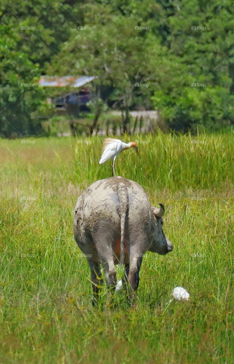 eastern great egret with the buffalo-