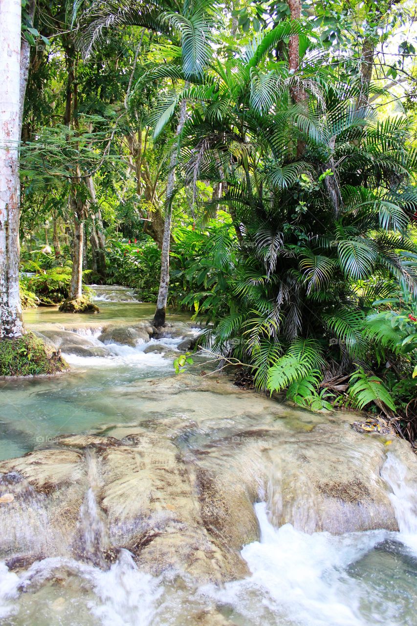 Flowing stream in the forest