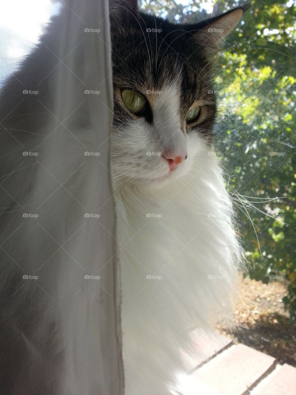 Kitty in the window 
