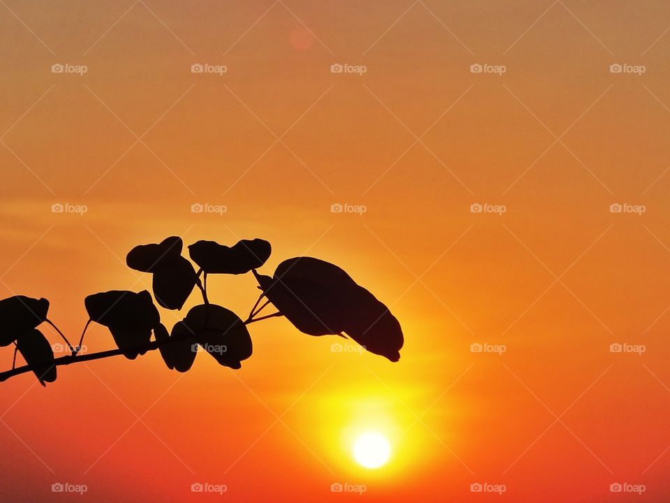 Leaves on sunset background