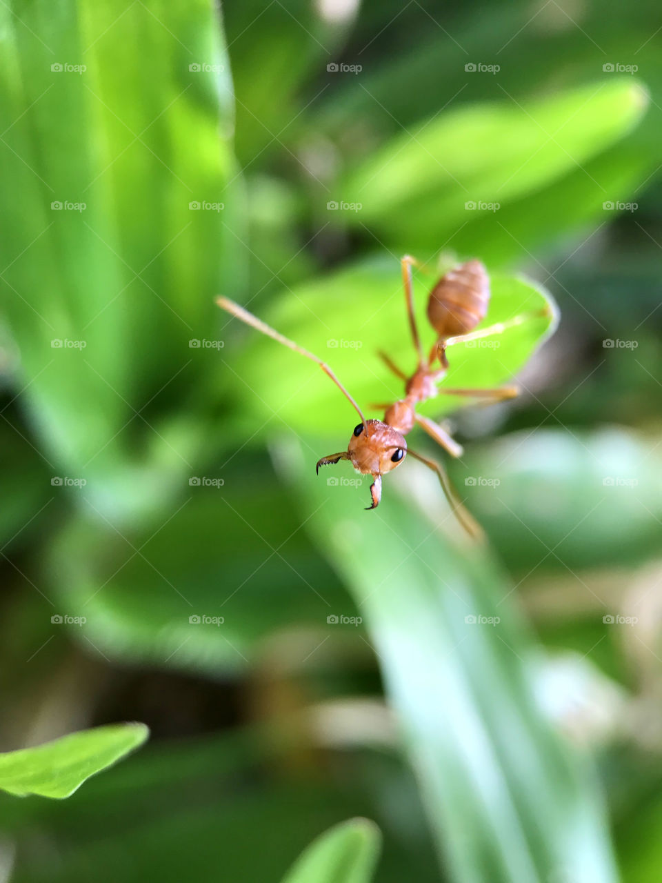 Ops ! the camara ! Alright alright I have no choice now then let's say "Hi there, I'm a red ant who live in grass pot in this garden. Try to hide myself but this crazy stranger reveal me. Say hi if you come and see me, OK?
