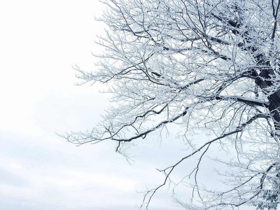 Winter, Snow, Tree, Frost, Cold