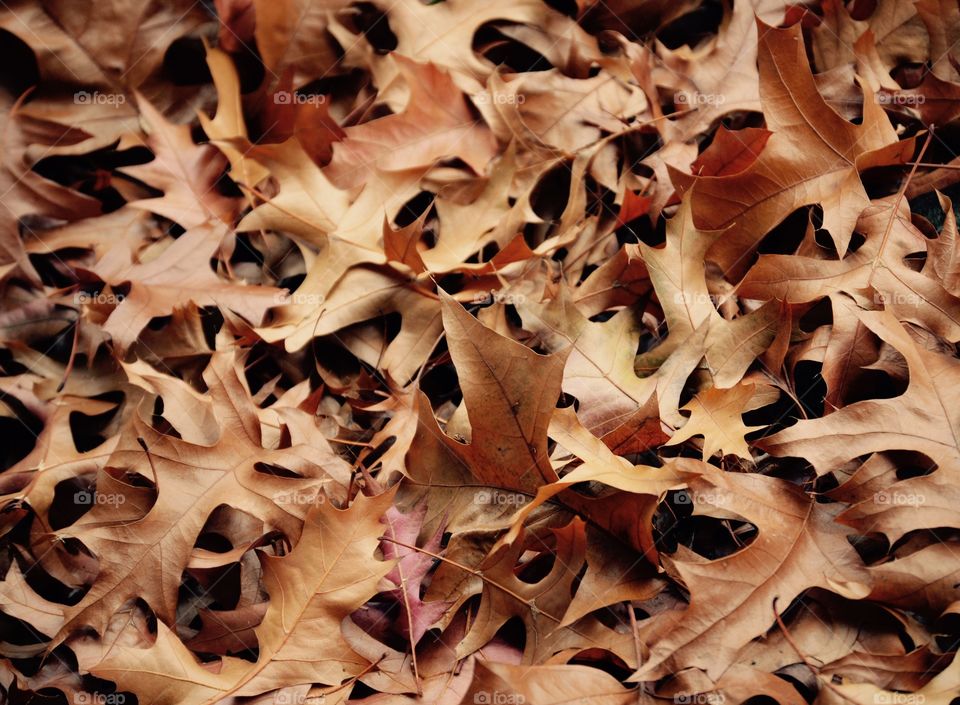 Crispy brown leaves