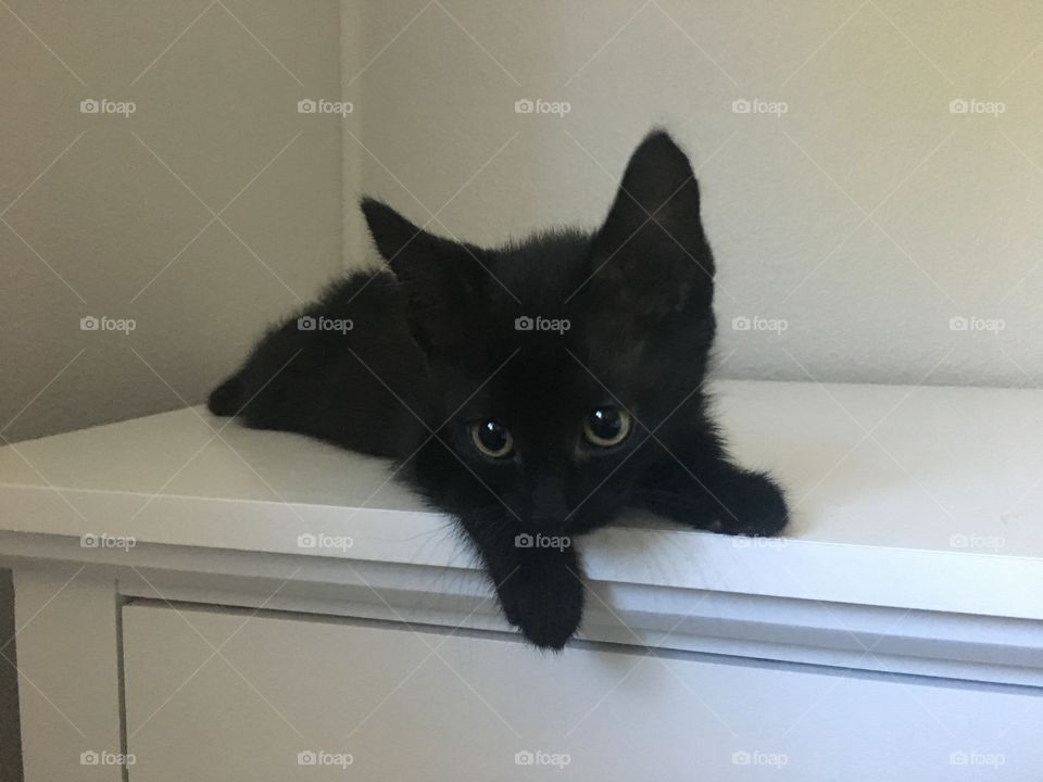 A black kitten with big eyes laying down and looking off to the side 