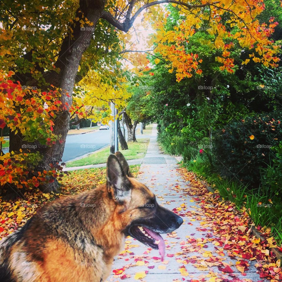 German Shepherd under the Autumn leaves, beauty in the fall
