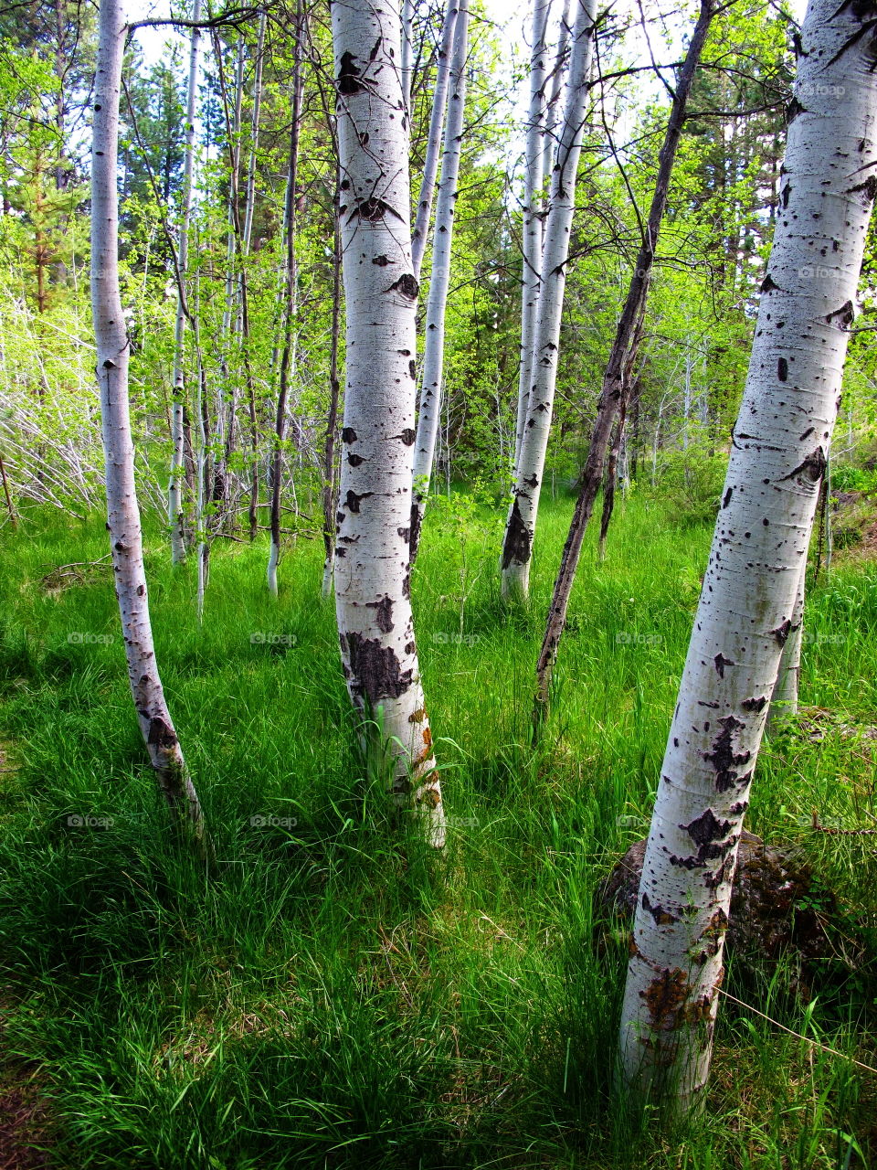 An Aspen Grove in a green meadow at Shevilen Park in the city of Bend in Central Oregon on a summer day. 