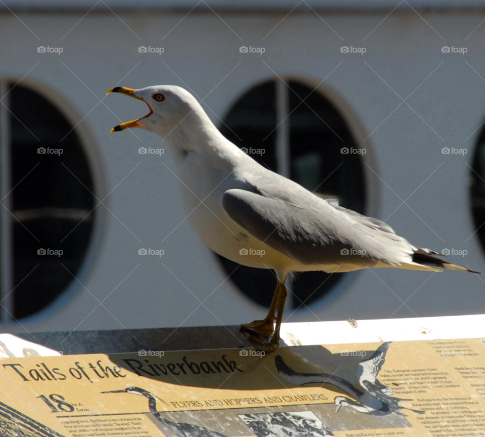 bird seagull gull river bird by lightanddrawing