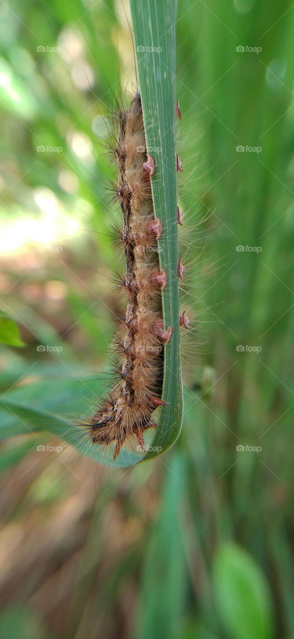 Caterpillars walking on long leaves