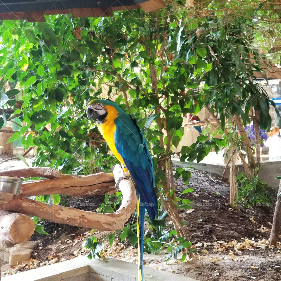 Trudy the Parrot
