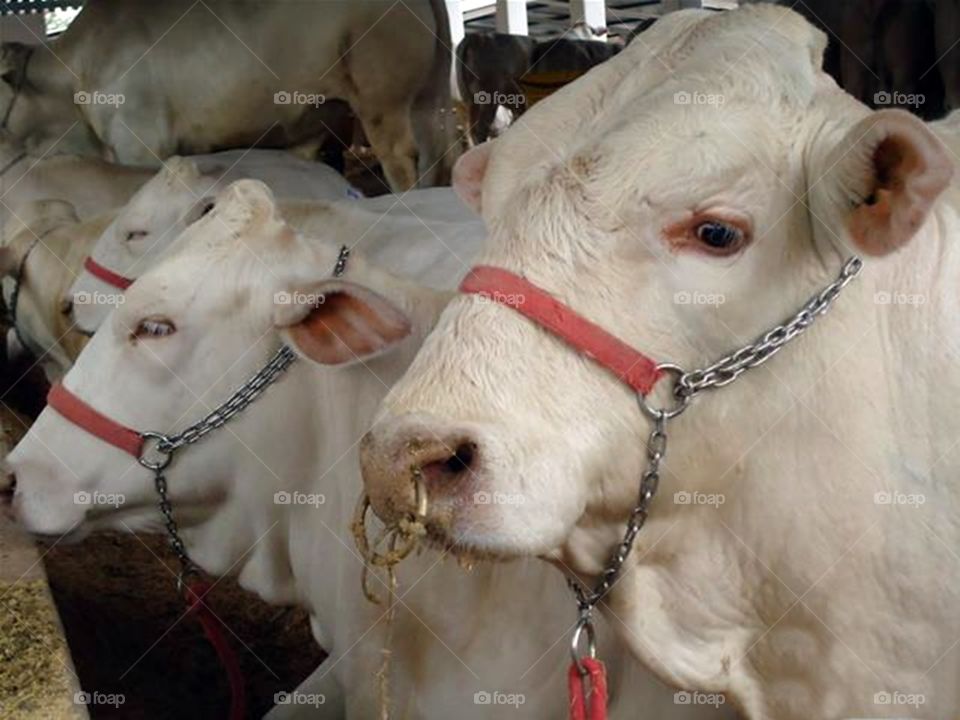 Touros - Bois - Bulls.