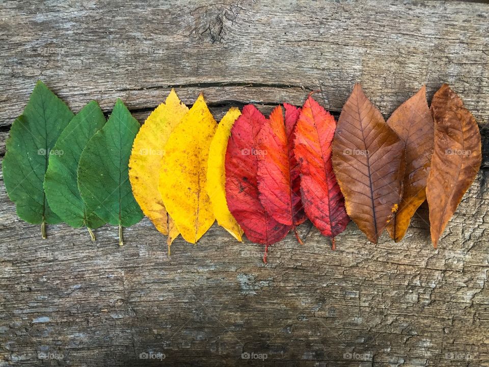 Leaves gradient 