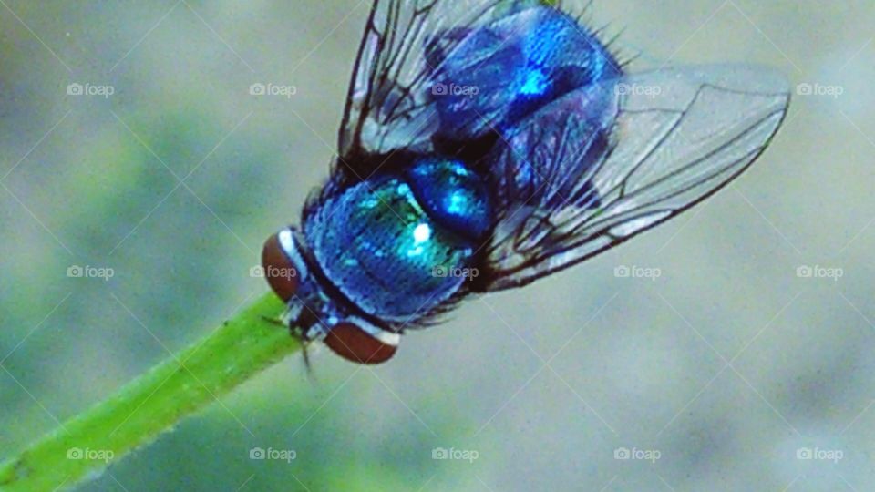 This is a very beautiful fly digital blue colour showing nice.