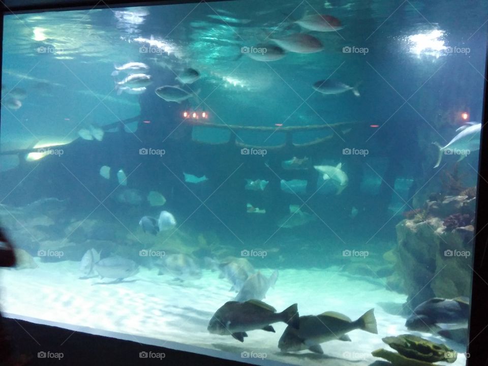 Cleveland Aquarium 3