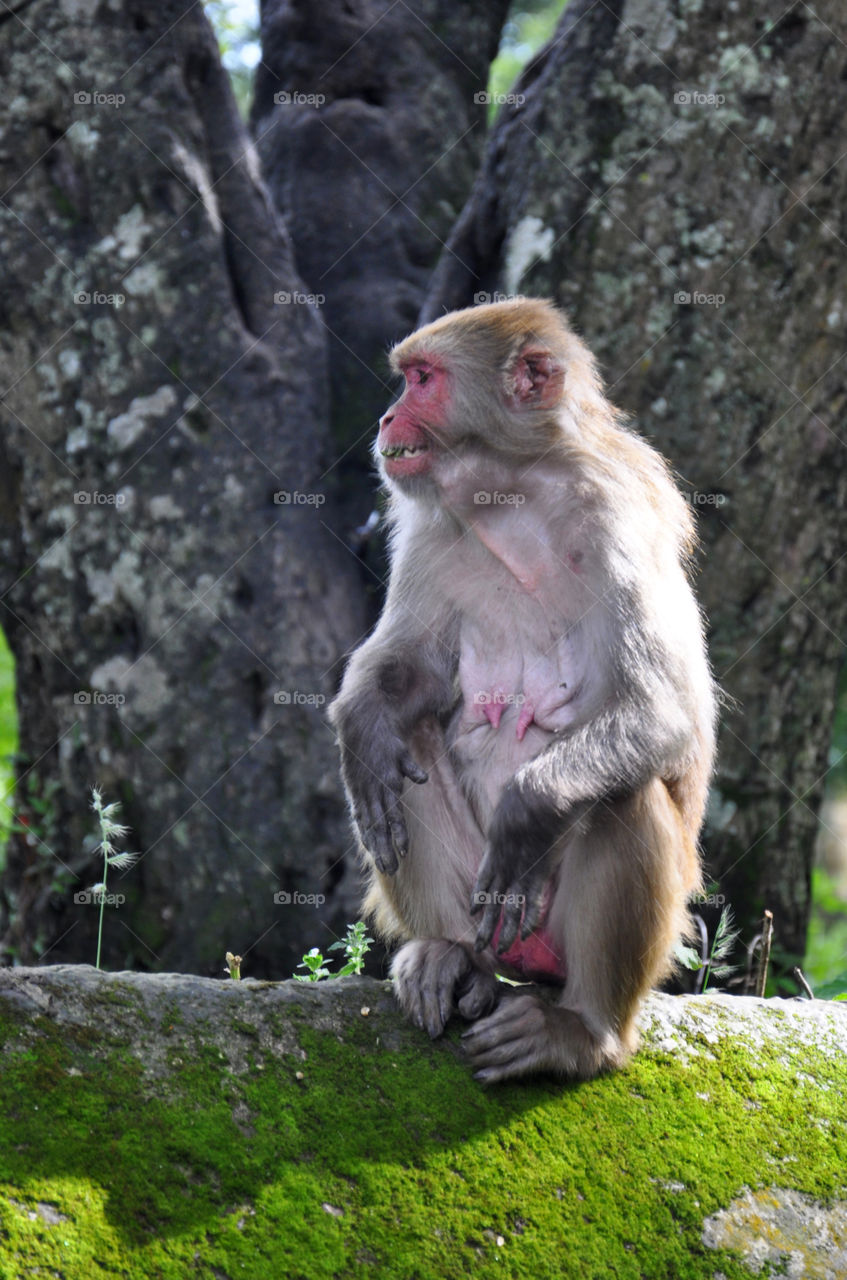 Monkey, Nature, Wildlife, Mammal, Primate