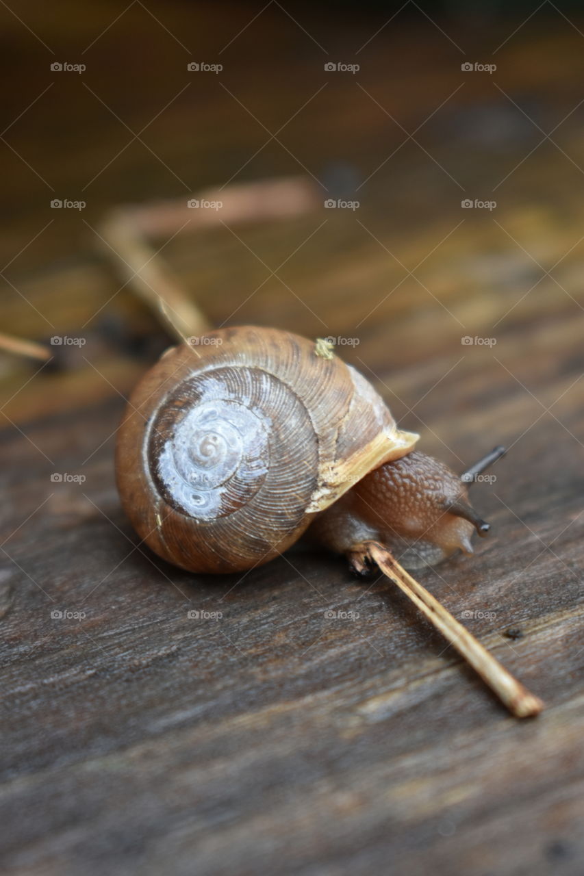 snail