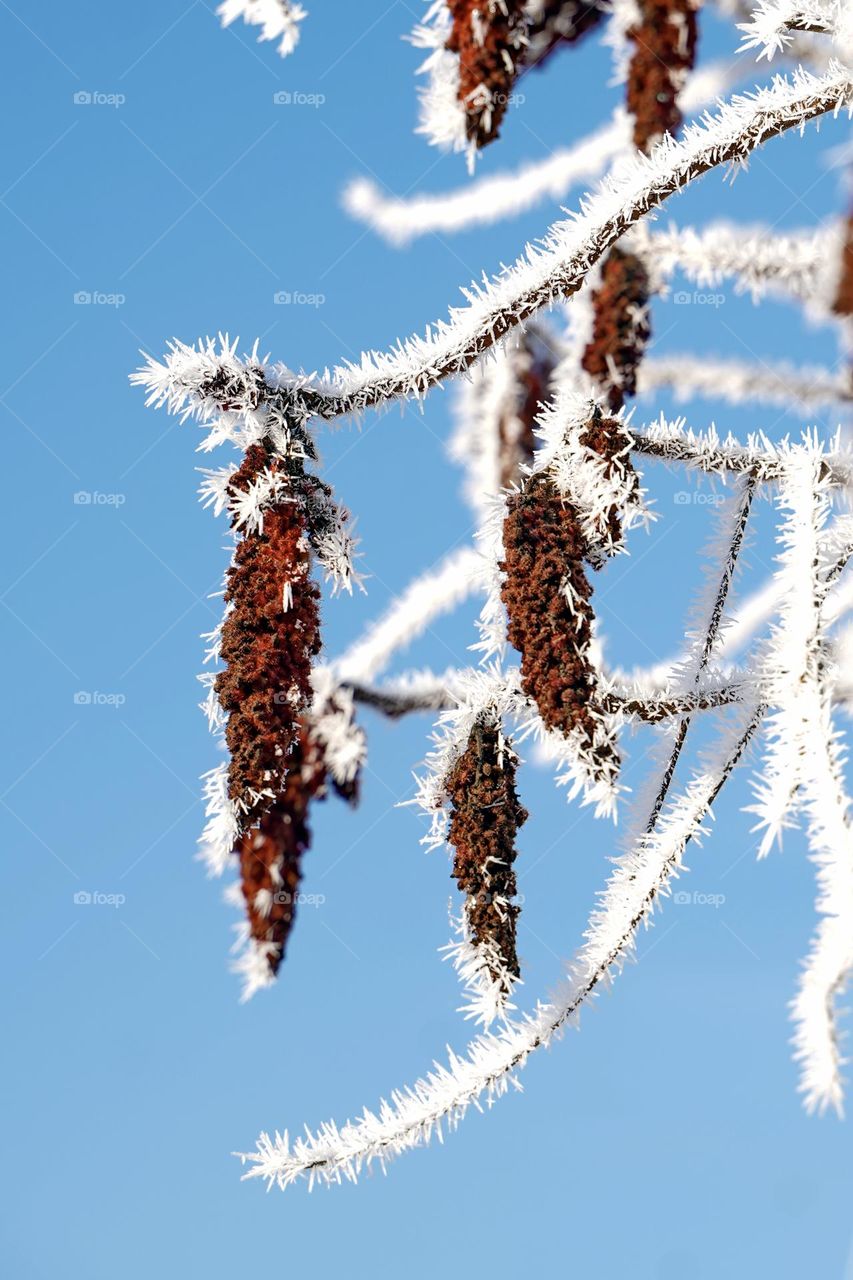 Tree branches in frost