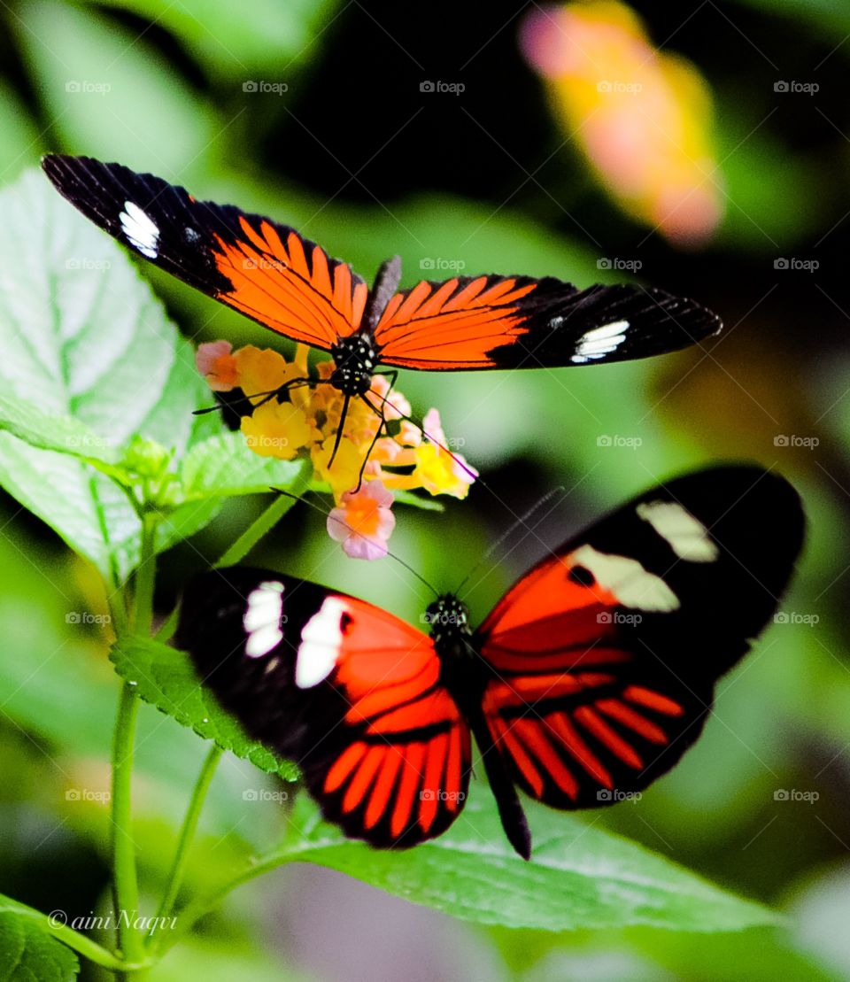 Beauty of nature butterflies 