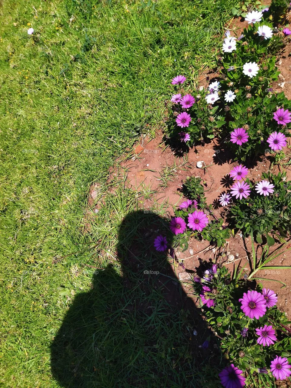 shadow of photographer