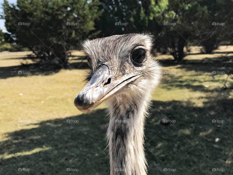 Suspicious ostrich