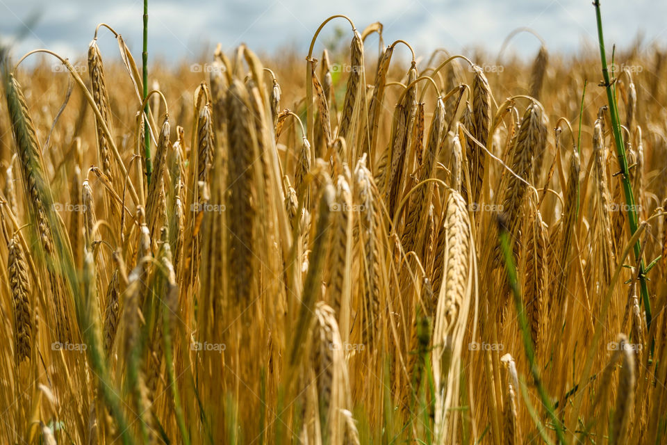 wheat