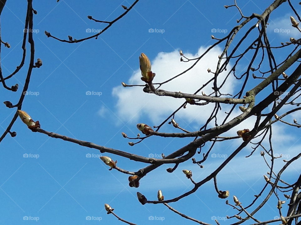 park spring time sun sunny colors colorful nature wild plants flowers amazing stunning cool nice weather hot lovely sky forest grass view splendid