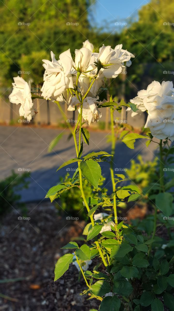 white roses at sunset