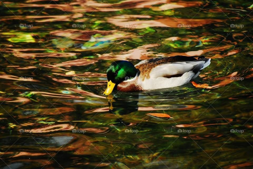 Duck and Colors